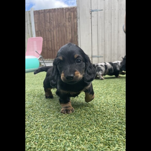 Dachshund (Standard &amp; Miniature) - Dogs