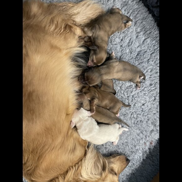Dachshund (Standard &amp; Miniature) - Both