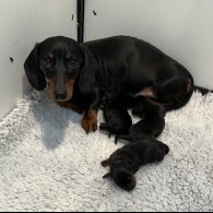 Dachshund (Standard &amp; Miniature) - Both