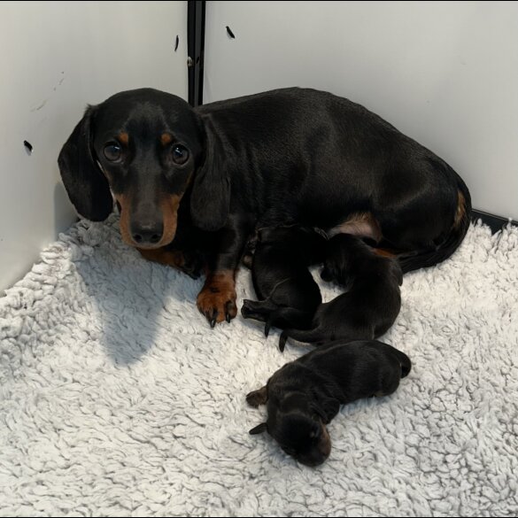 Dachshund (Standard &amp; Miniature) - Both