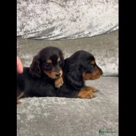 Dachshund (Standard &amp; Miniature) - Both