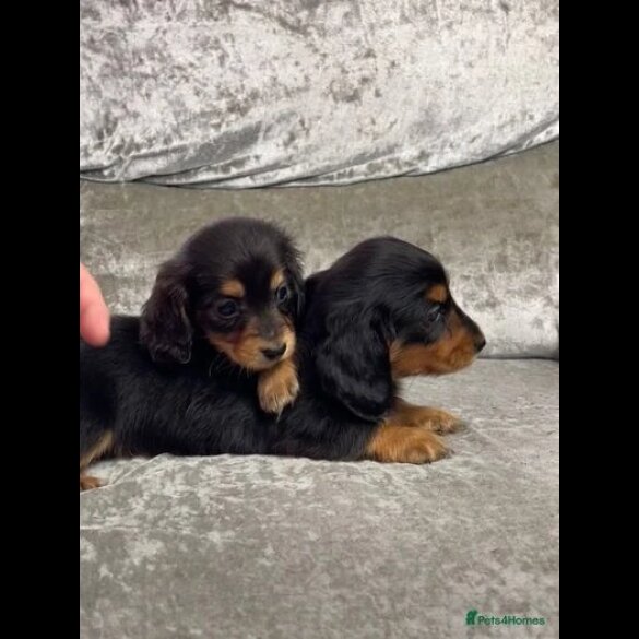 Dachshund (Standard &amp; Miniature) - Both