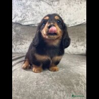 Dachshund (Standard &amp; Miniature) - Both