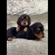 Dachshund (Standard &amp; Miniature) - Both