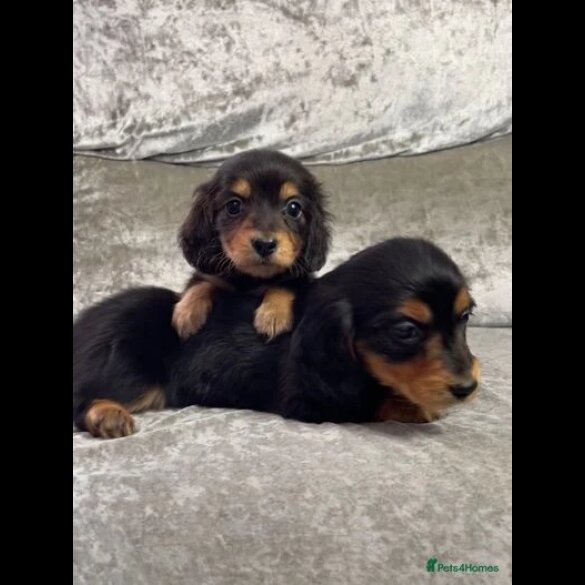 Dachshund (Standard &amp; Miniature) - Both