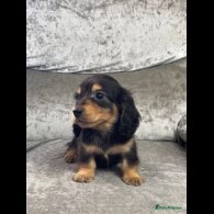 Dachshund (Standard &amp; Miniature) - Both