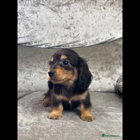 Dachshund (Standard &amp; Miniature) - Both