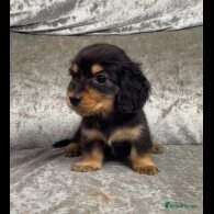 Dachshund (Standard &amp; Miniature) - Both