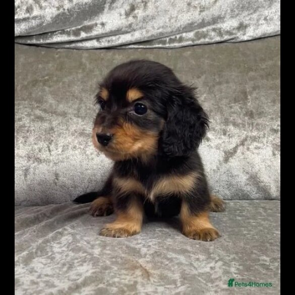 Dachshund (Standard &amp; Miniature) - Both