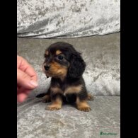 Dachshund (Standard &amp; Miniature) - Both