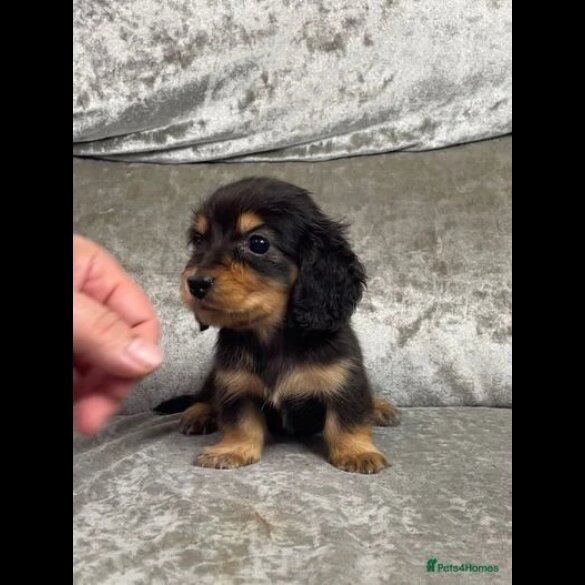 Dachshund (Standard &amp; Miniature) - Both