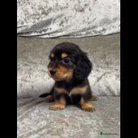 Dachshund (Standard &amp; Miniature) - Both