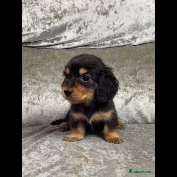 Dachshund (Standard &amp; Miniature) - Both