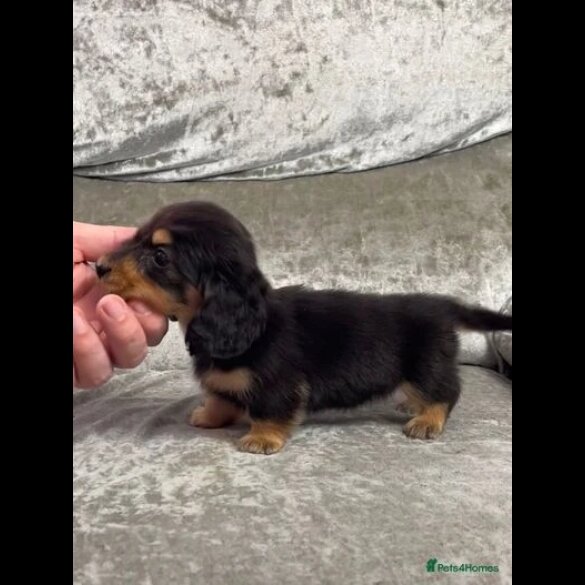 Dachshund (Standard &amp; Miniature) - Both