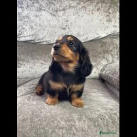 Dachshund (Standard &amp; Miniature) - Both
