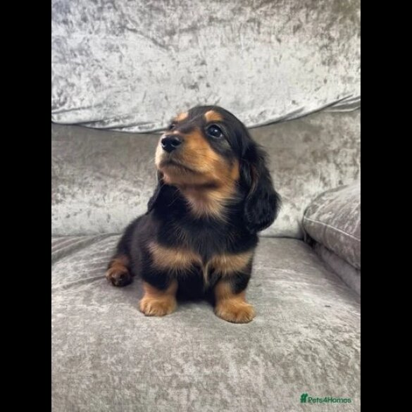 Dachshund (Standard &amp; Miniature) - Both