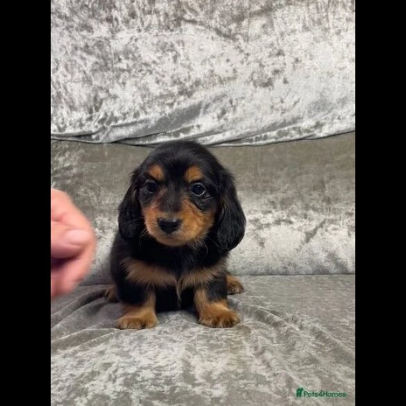 Dachshund (Standard &amp; Miniature) - Both