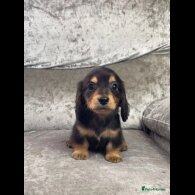 Dachshund (Standard &amp; Miniature) - Both