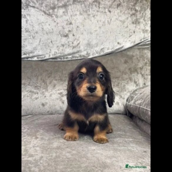 Dachshund (Standard &amp; Miniature) - Both