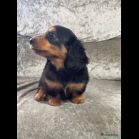 Dachshund (Standard &amp; Miniature) - Both