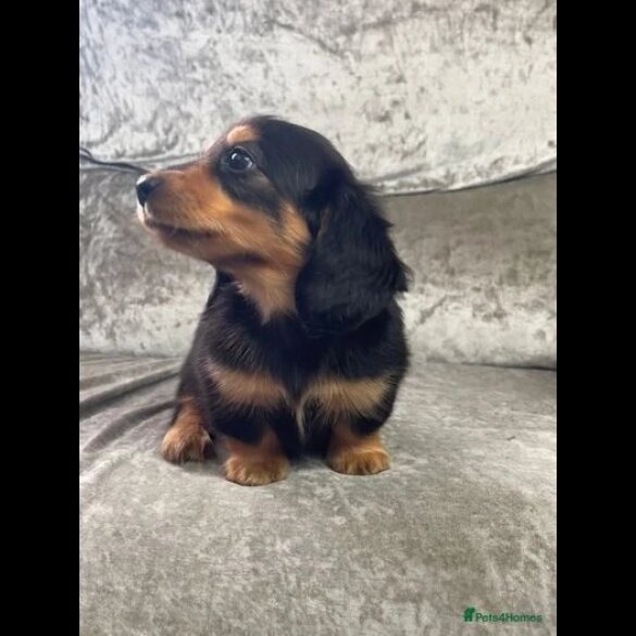 Dachshund (Standard &amp; Miniature) - Both