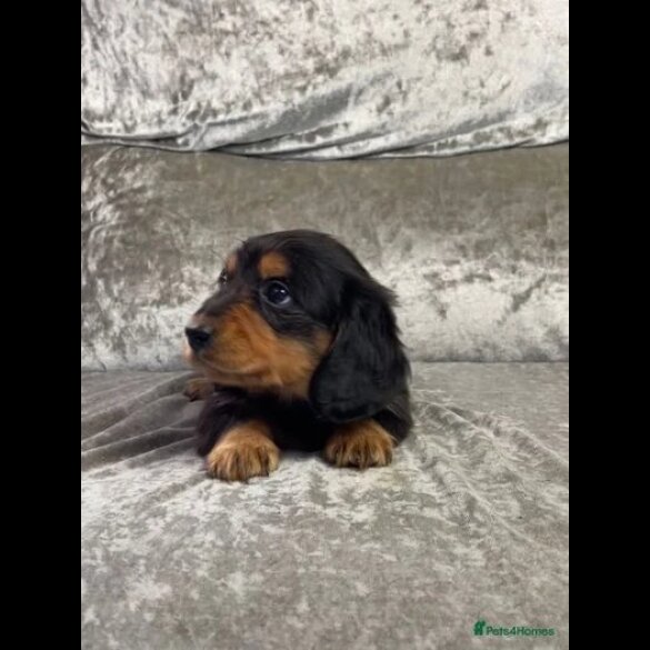 Dachshund (Standard &amp; Miniature) - Both