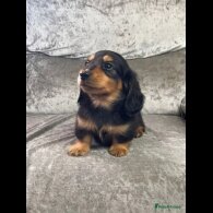 Dachshund (Standard &amp; Miniature) - Both