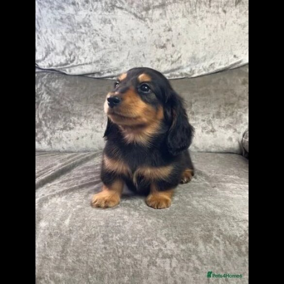 Dachshund (Standard &amp; Miniature) - Both
