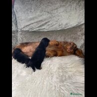 Dachshund (Standard &amp; Miniature) - Both