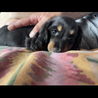 Dachshund (Standard &amp; Miniature) - Dogs