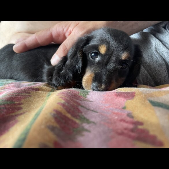 Dachshund (Standard &amp; Miniature) - Dogs