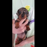 Dachshund (Standard &amp; Miniature) - Both