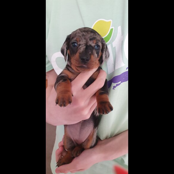 Dachshund (Standard &amp; Miniature) - Both
