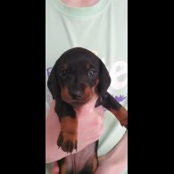 Dachshund (Standard &amp; Miniature) - Both