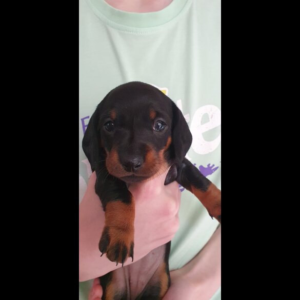 Dachshund (Standard &amp; Miniature) - Both