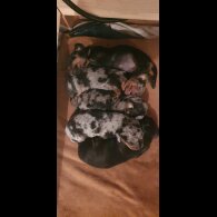 Dachshund (Standard &amp; Miniature) - Both