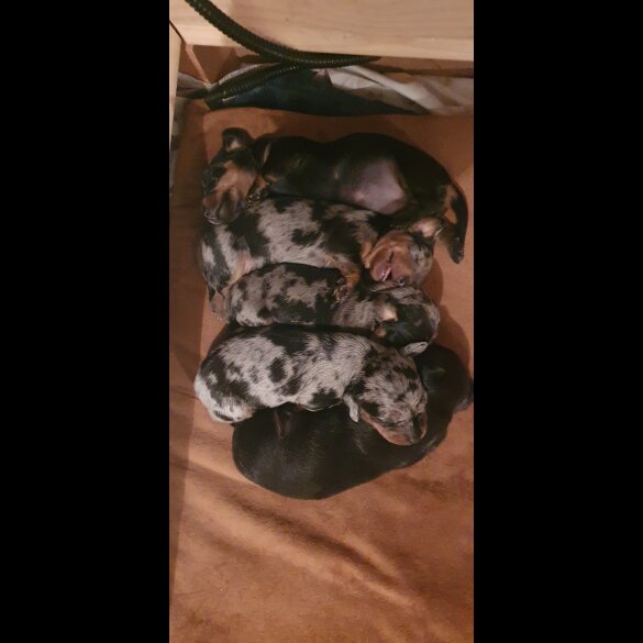 Dachshund (Standard &amp; Miniature) - Both
