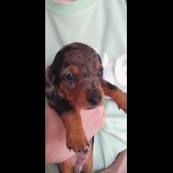 Dachshund (Standard &amp; Miniature) - Both