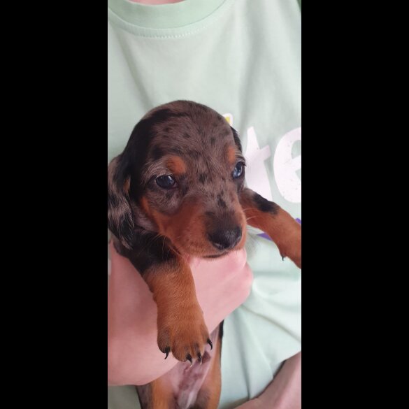 Dachshund (Standard &amp; Miniature) - Both