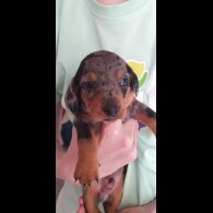 Dachshund (Standard &amp; Miniature) - Both