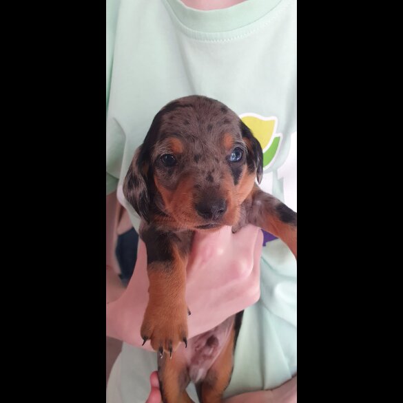 Dachshund (Standard &amp; Miniature) - Both