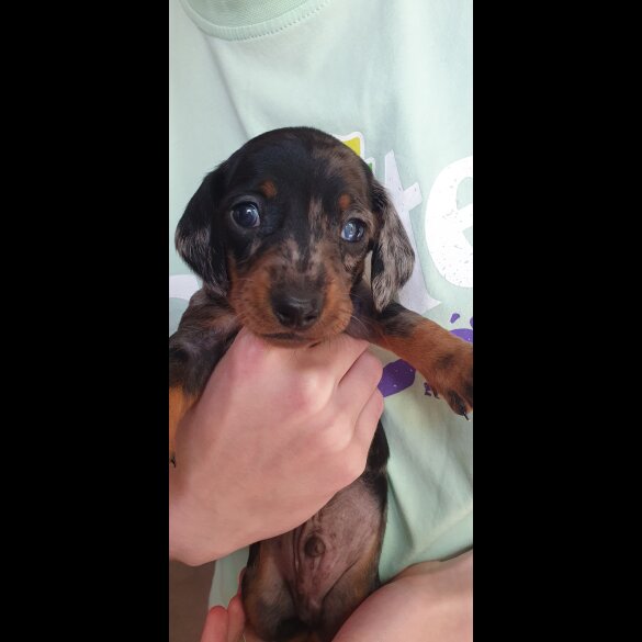 Dachshund (Standard &amp; Miniature) - Both