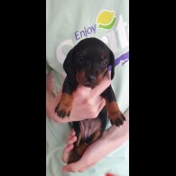 Dachshund (Standard &amp; Miniature) - Both