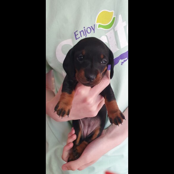 Dachshund (Standard &amp; Miniature) - Both