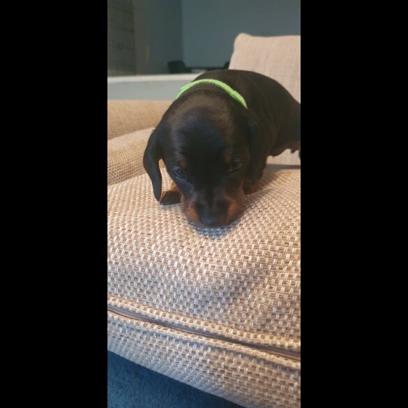 Dachshund (Standard &amp; Miniature) - Both