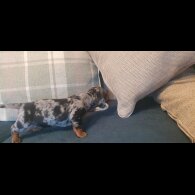 Dachshund (Standard &amp; Miniature) - Both
