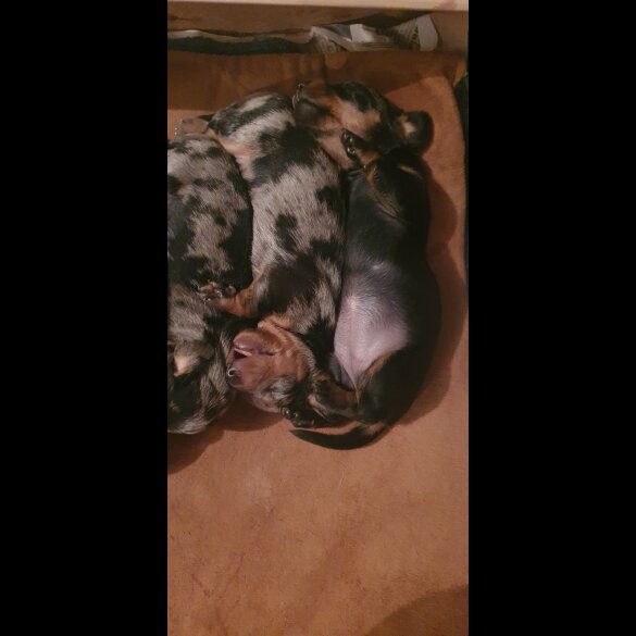 Dachshund (Standard &amp; Miniature) - Both