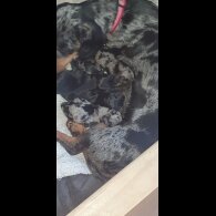 Dachshund (Standard &amp; Miniature) - Both