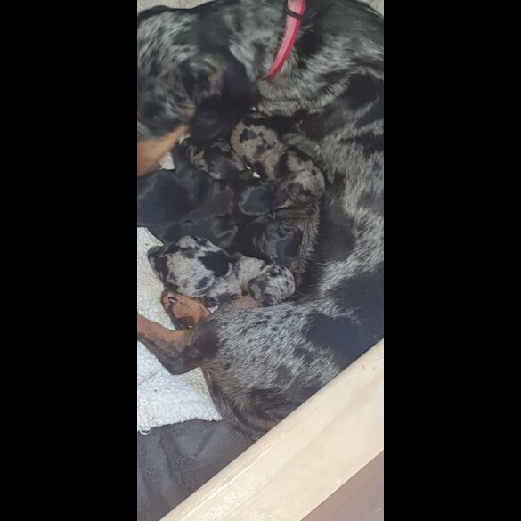 Dachshund (Standard &amp; Miniature) - Both
