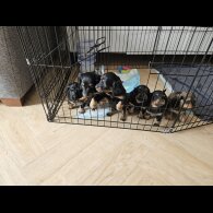 Dachshund (Standard &amp; Miniature) - Both
